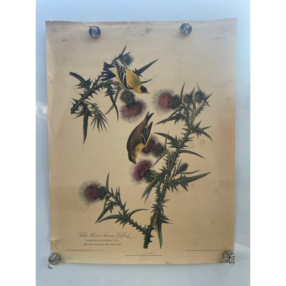 John J Audubon Yellow Bird American Goldfinch Plate 33 No 7 Vintage Print 1828